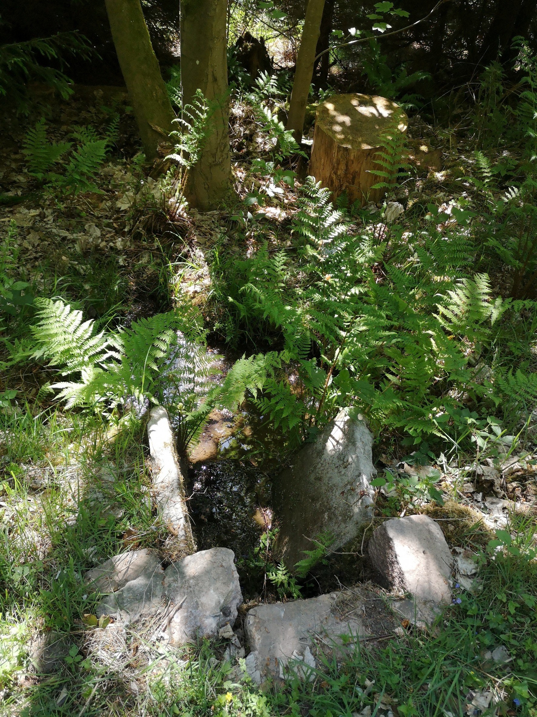 Natur am historischen Quellpfad